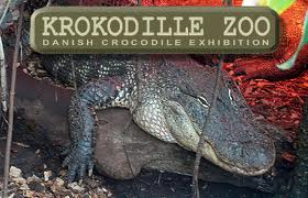kokodillezoo